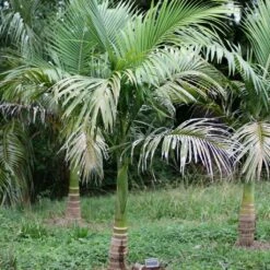 Archontophoenix Maxima - Palmier Royal