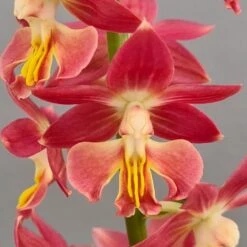 Calanthe Red Sunset - Orchidée Vivace