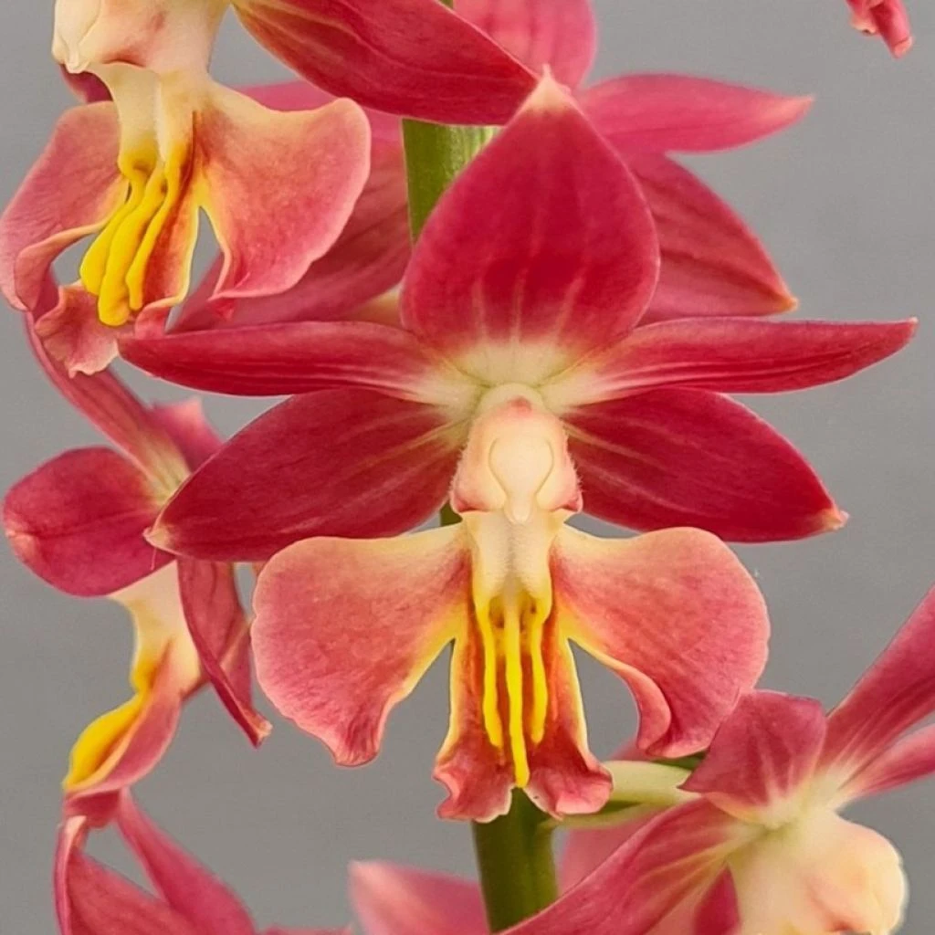 Calanthe Red Sunset - Orchidée Vivace