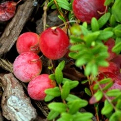 Canneberge Early Black - Vaccinium Macrocarpon - Cranberry