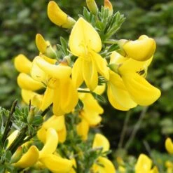 Genêt à Balais - Cytisus Scoparius Vanesse