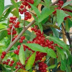 Elaeagnus Umbellata Pointilla® Sweet'N'Sour'® - Chalef D'automne à Baies De Goumi Rouge