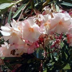 Laurier Rose Provence - Nerium Oleander