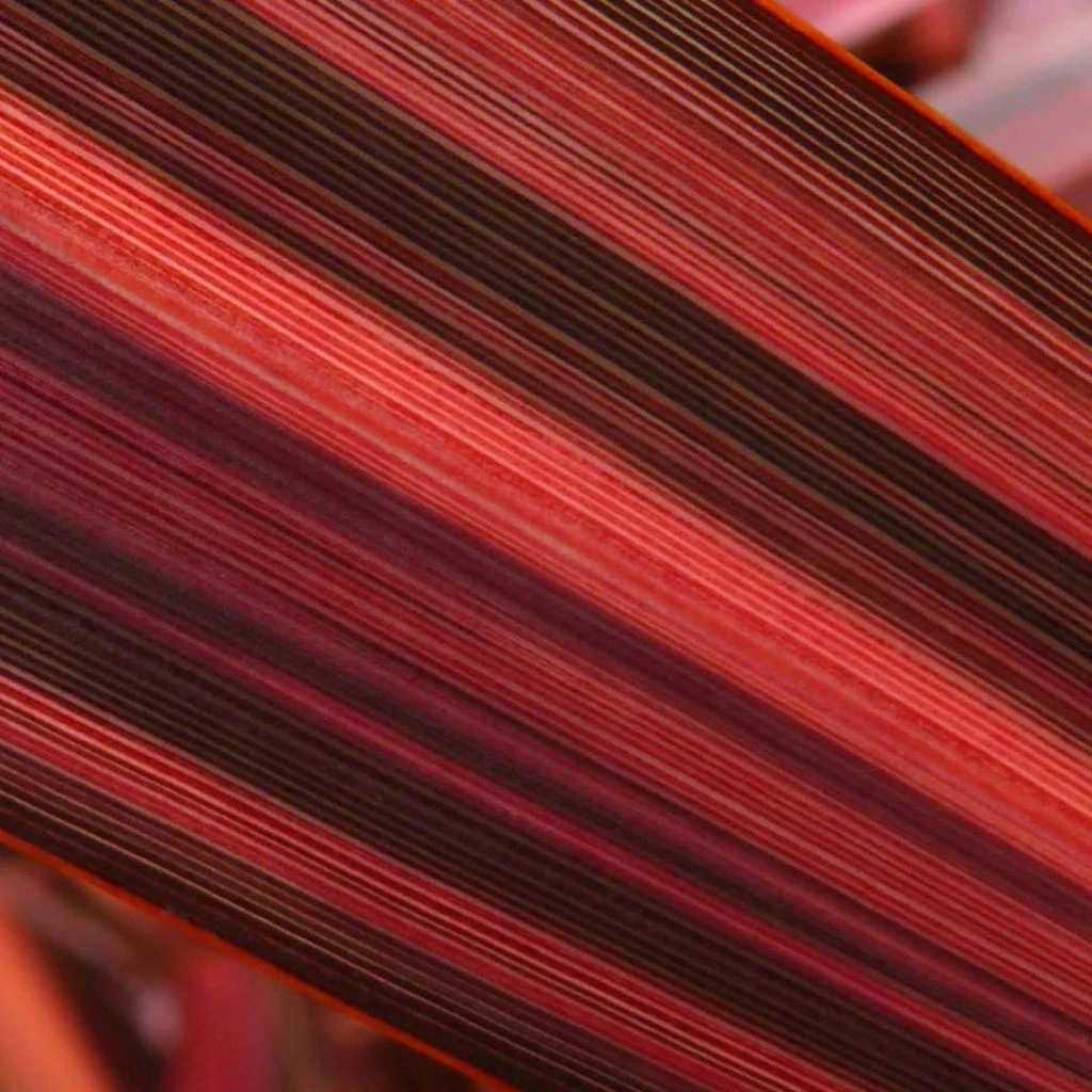 Phormium Margaret Jones - Lin De Nouvelle-Zélande