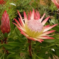Protea Pink Crown - Protée Hybride