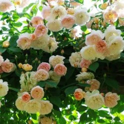 Rosier Grimpant Treasure Trove