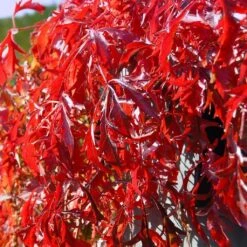 Vigne Vierge - Parthenocissus Quinquefolia Kirigami