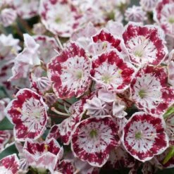 Kalmia Latifolia Minuet - Laurier Des Montagnes
